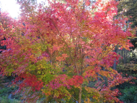 f:id:maeda0258:20081101145949j:image f:id:maeda0258:20081101145949j:image