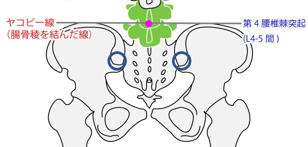 ヤコビー線探し方 | 脊柱 ヤコビー線 | 便秘と腰痛に効くツボ‘大腸兪（だいちょうゆ）’ – VROM