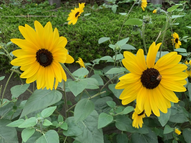 f:id:maeego:20190722225338j:plain