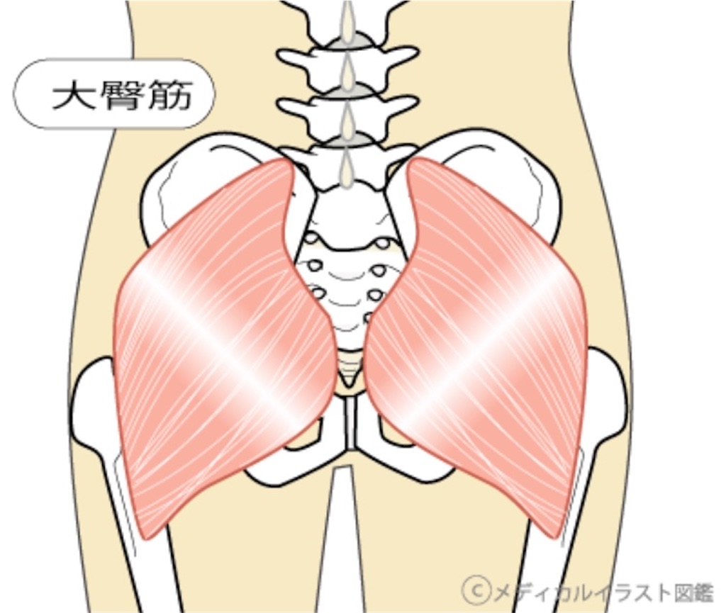 大殿筋
