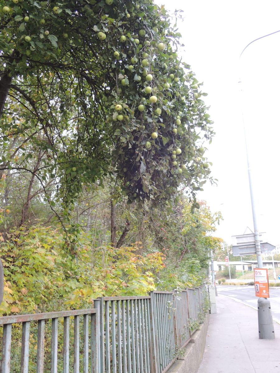 f:id:maekawa_kenichi:20190418093521j:plain