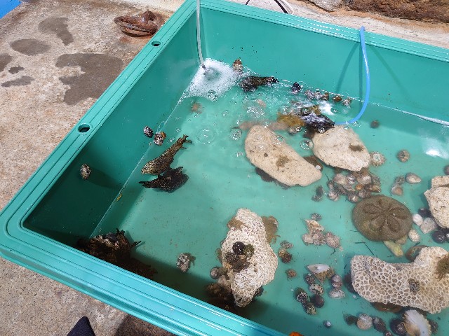 f:id:maemaechan:20210531220448j:image