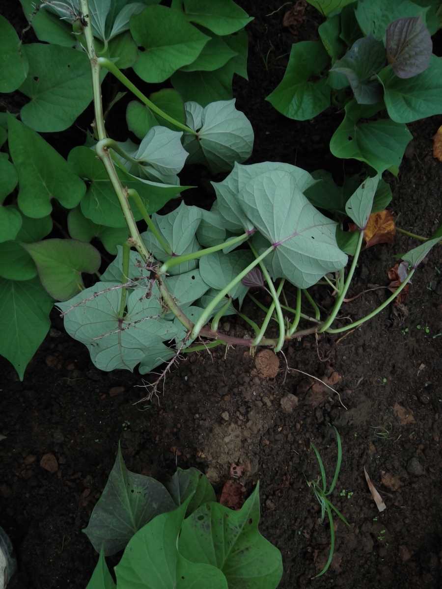 f:id:maemaekun:20190719114325j:plain f:id:maemaekun:20190719114325j:plain