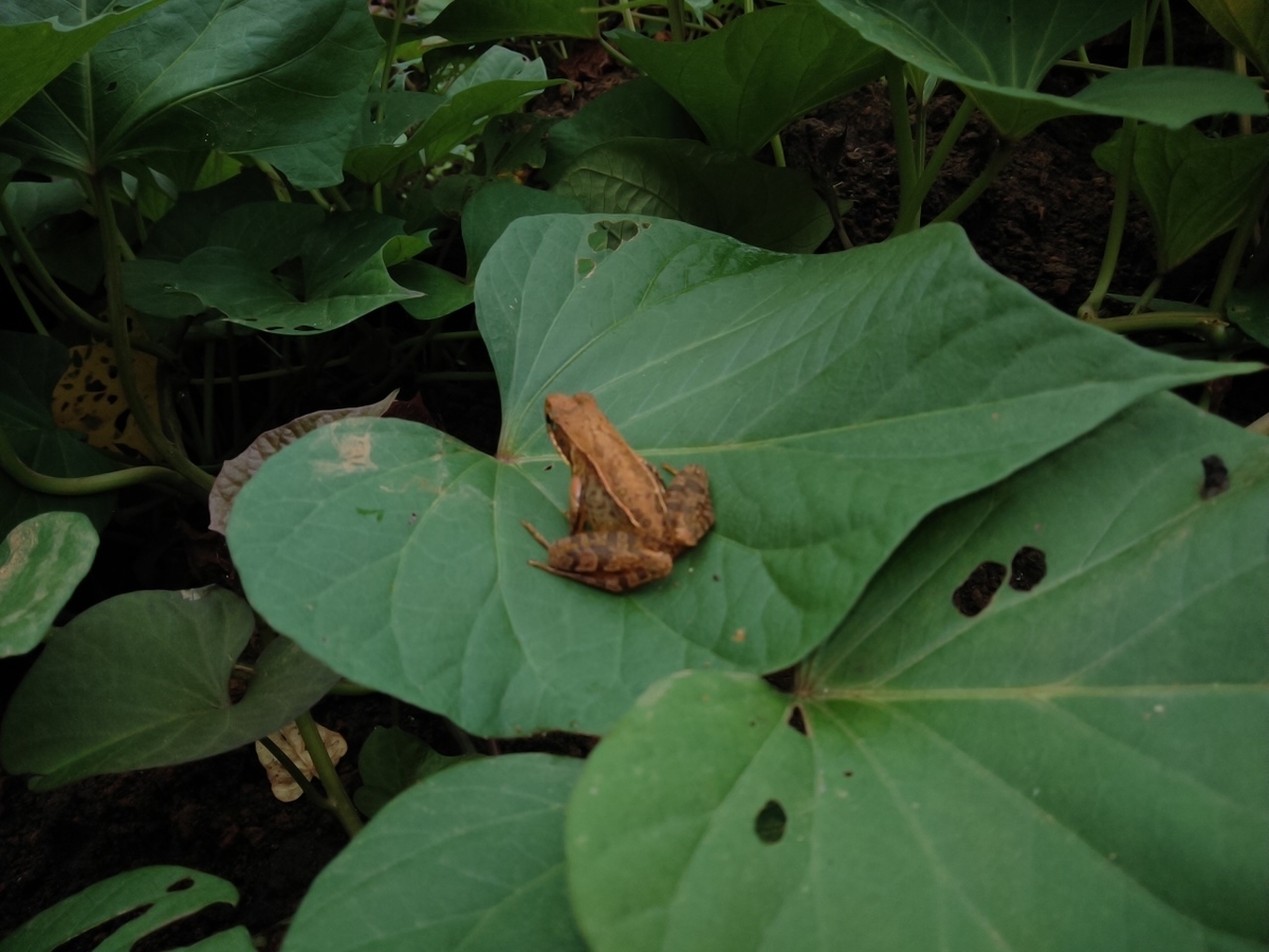 f:id:maemaekun:20190719114345j:plain f:id:maemaekun:20190719114345j:plain