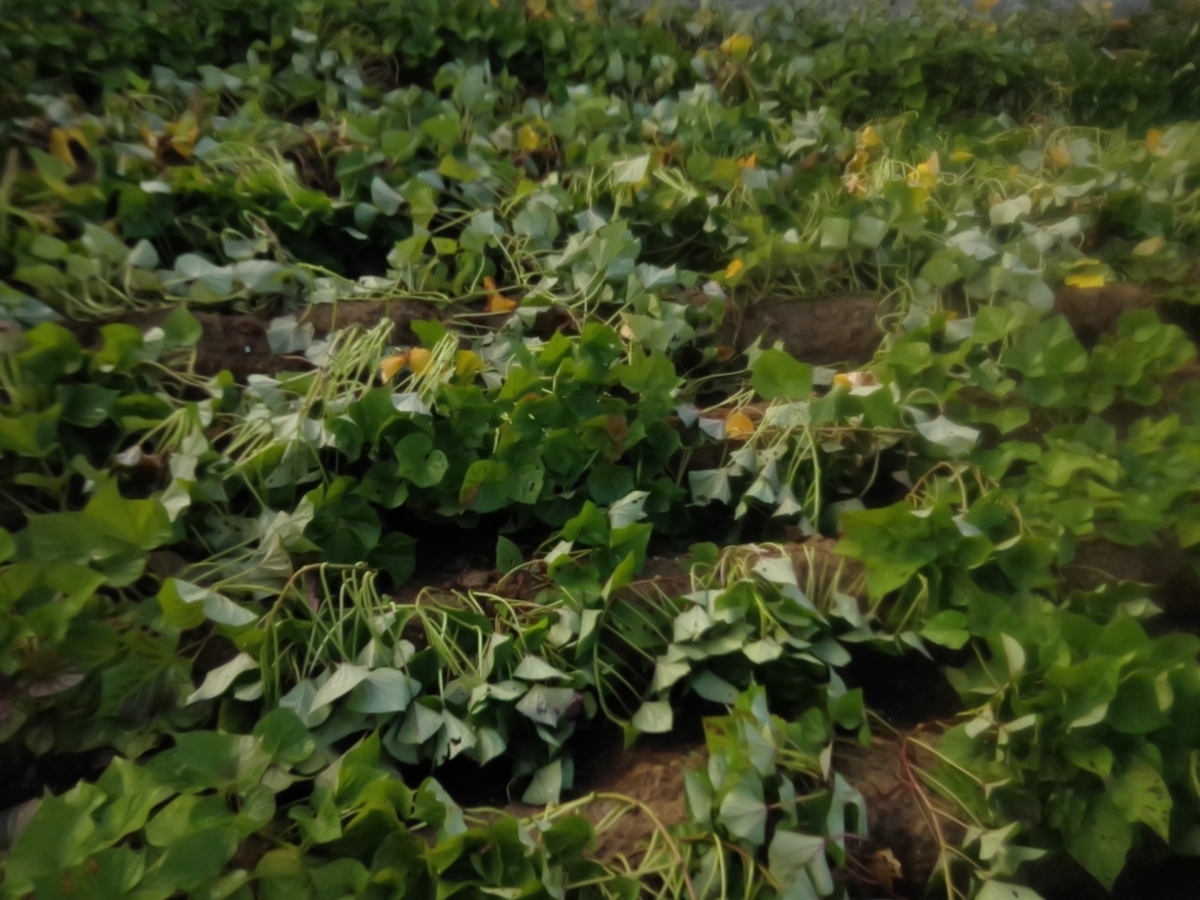 f:id:maemaekun:20190730115420j:plain