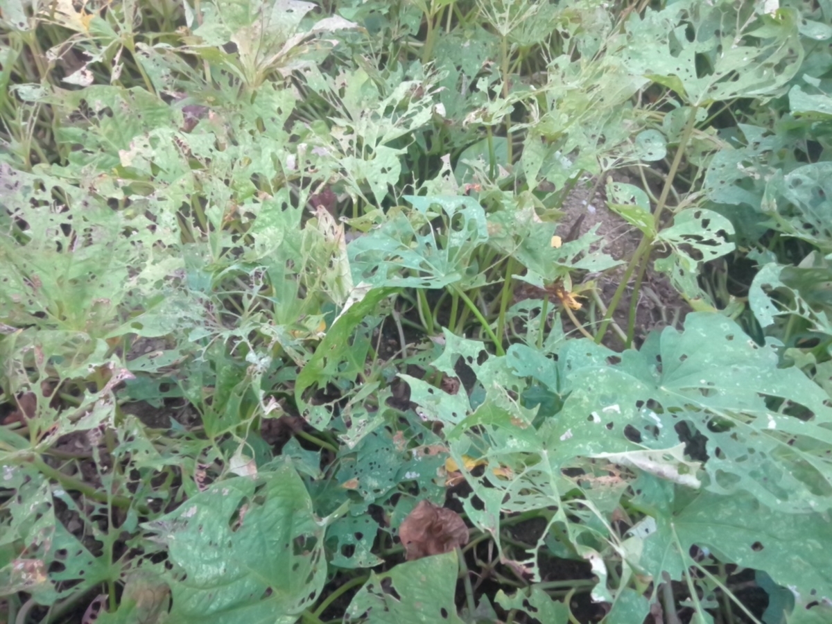 f:id:maemaekun:20190914112404j:plain