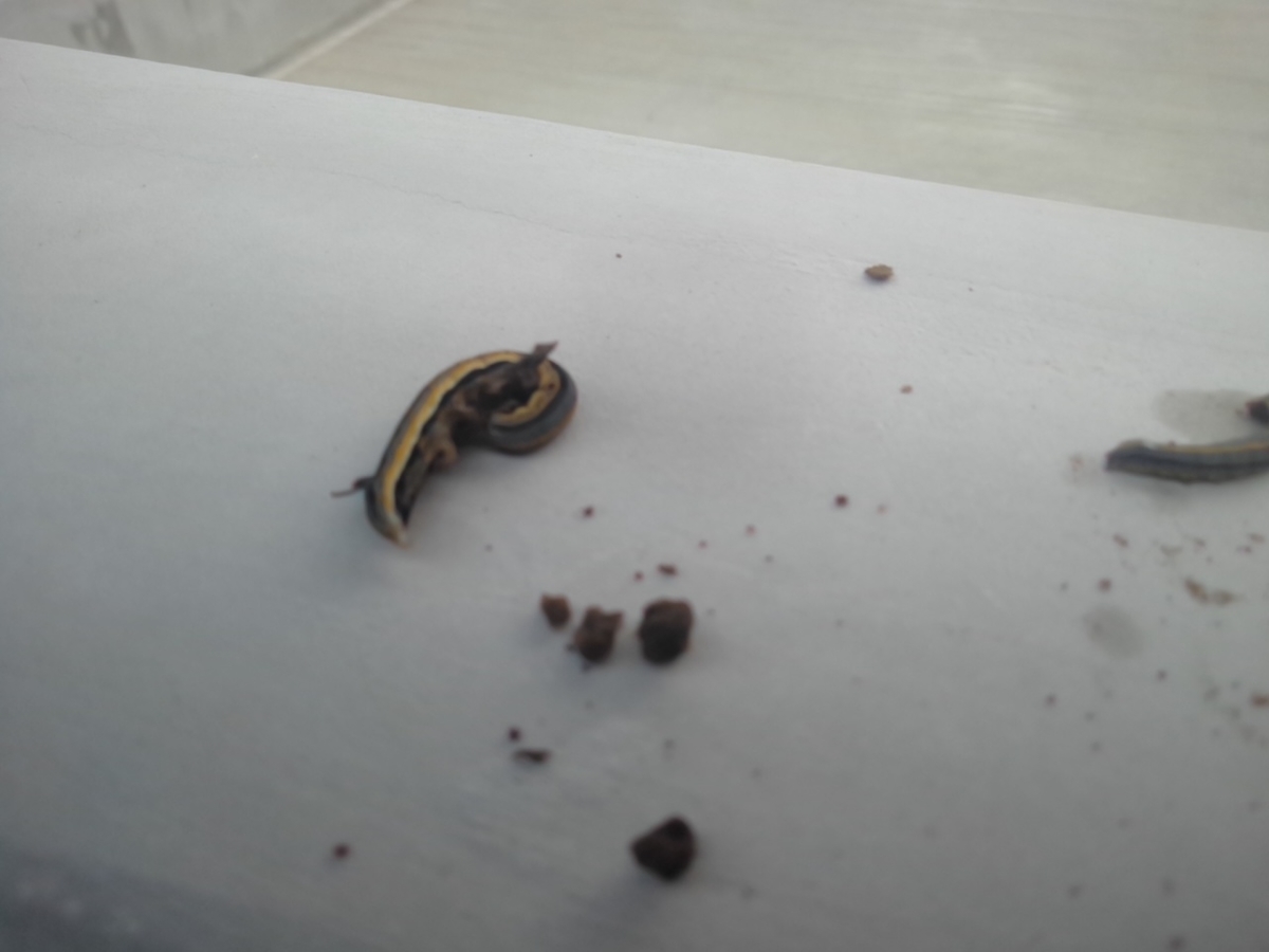 f:id:maemaekun:20190914112418j:plain