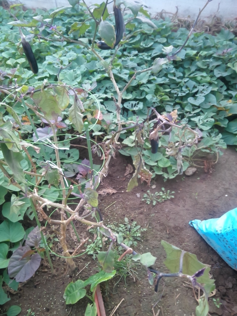 f:id:maemaekun:20191101081227j:plain