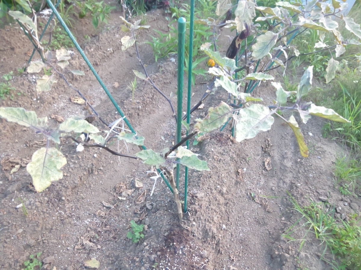 f:id:maemaekun:20200805173138j:plain