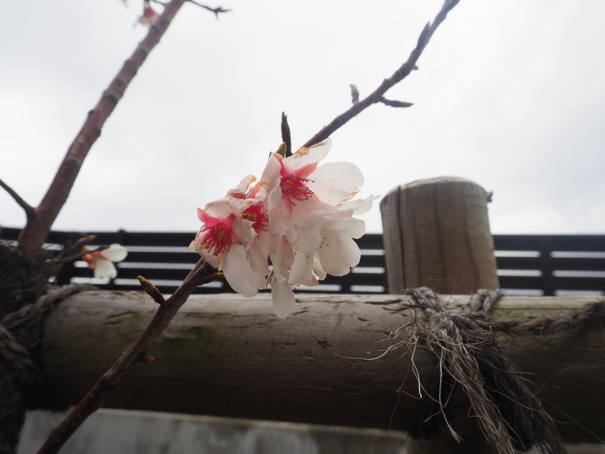 f:id:maemaekun:20210217124851j:plain