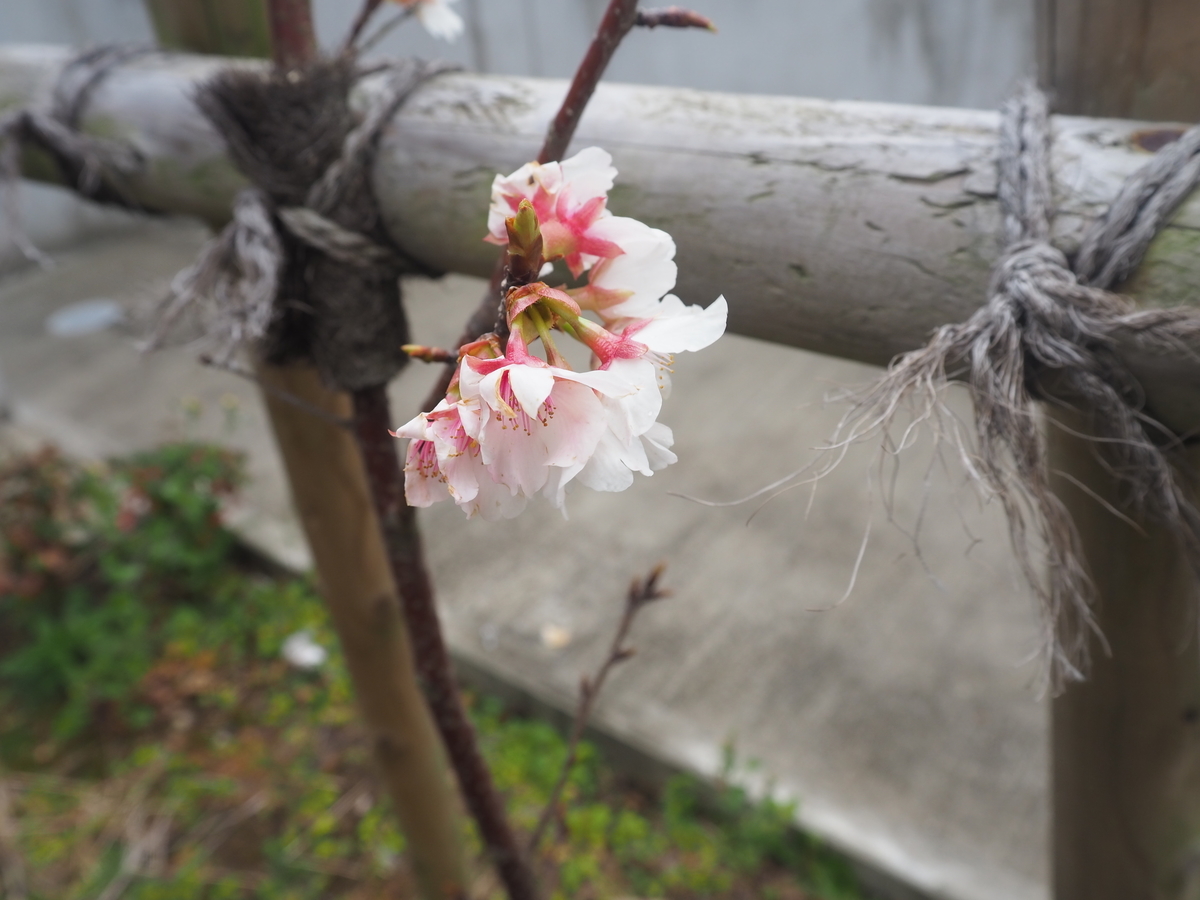 f:id:maemaekun:20210217124935j:plain