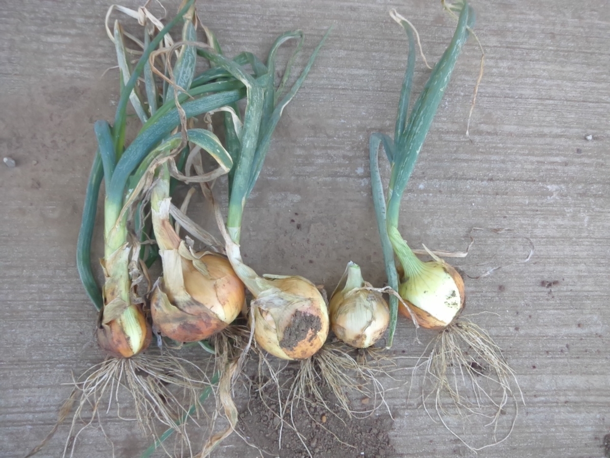 f:id:maemaekun:20210427082722j:plain