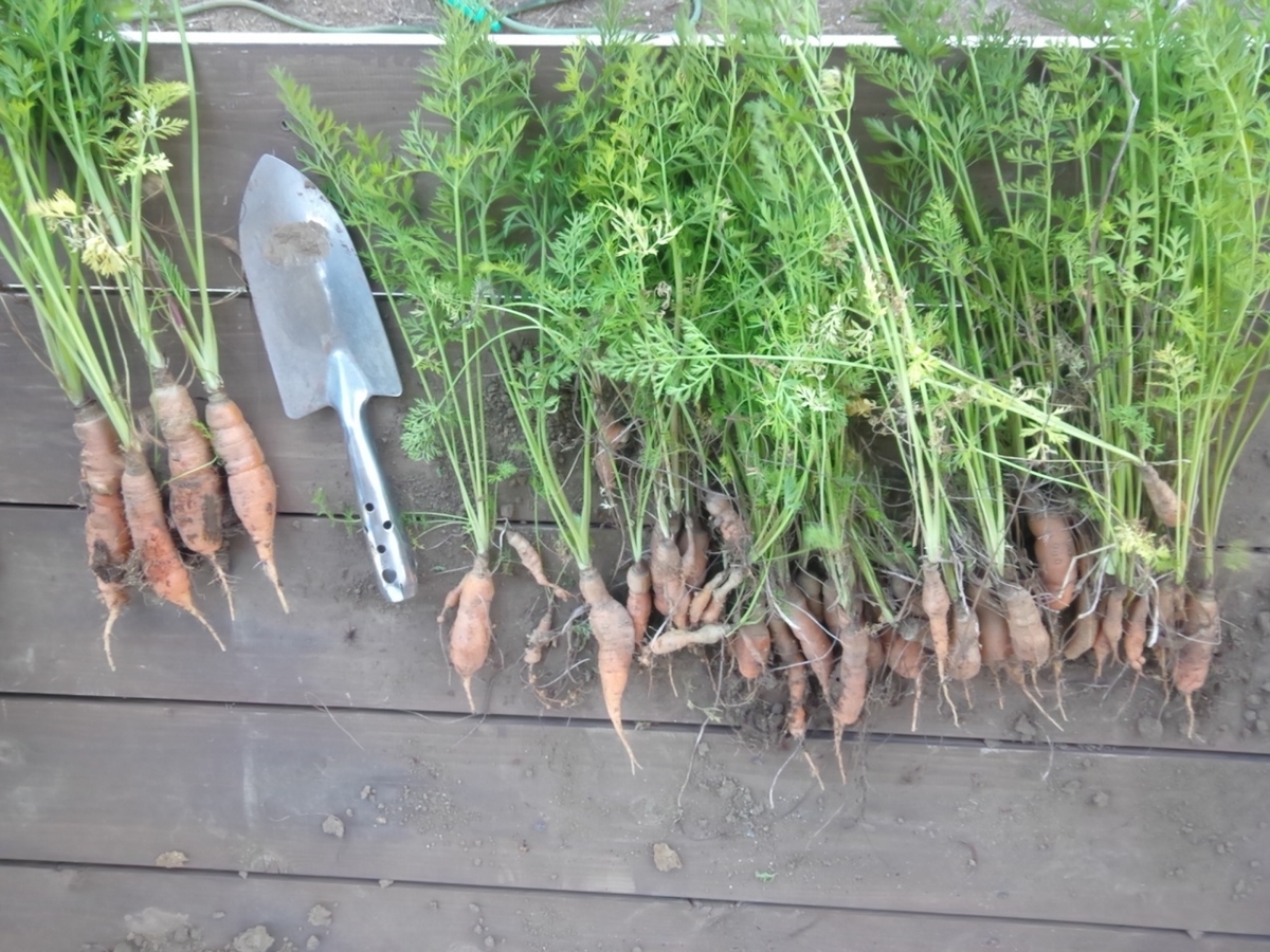 f:id:maemaekun:20210427082823j:plain