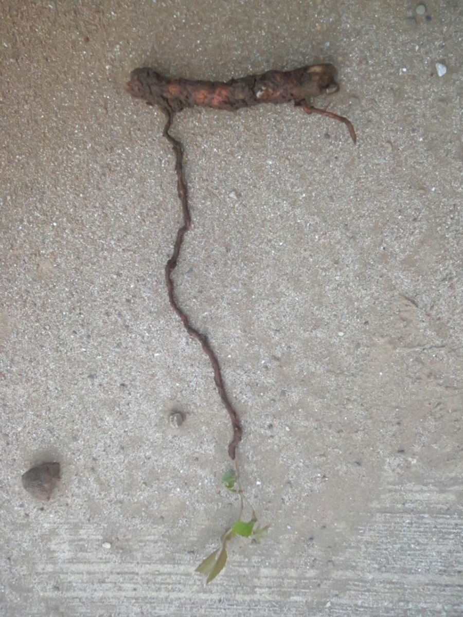 やっかいな雑草 ヤブガラシ まえまえブログ