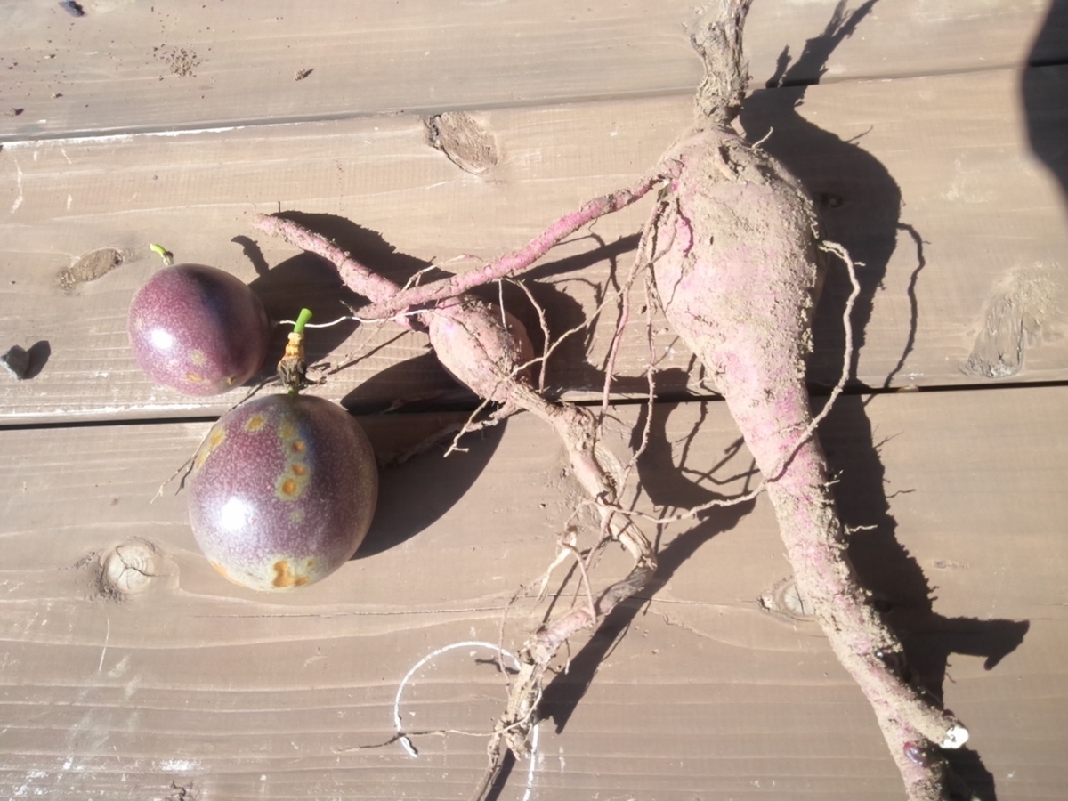 f:id:maemaekun:20211207164957j:plain