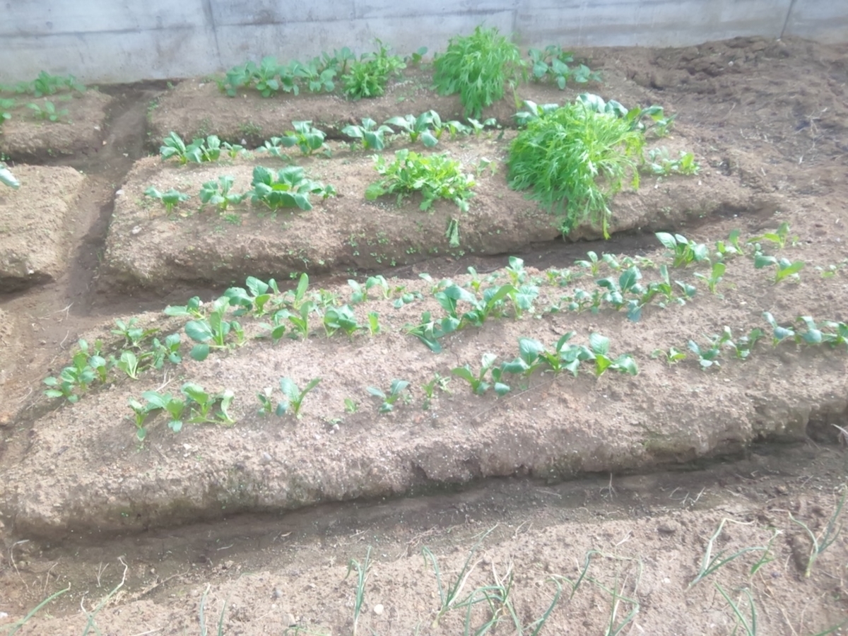 f:id:maemaekun:20211207165102j:plain