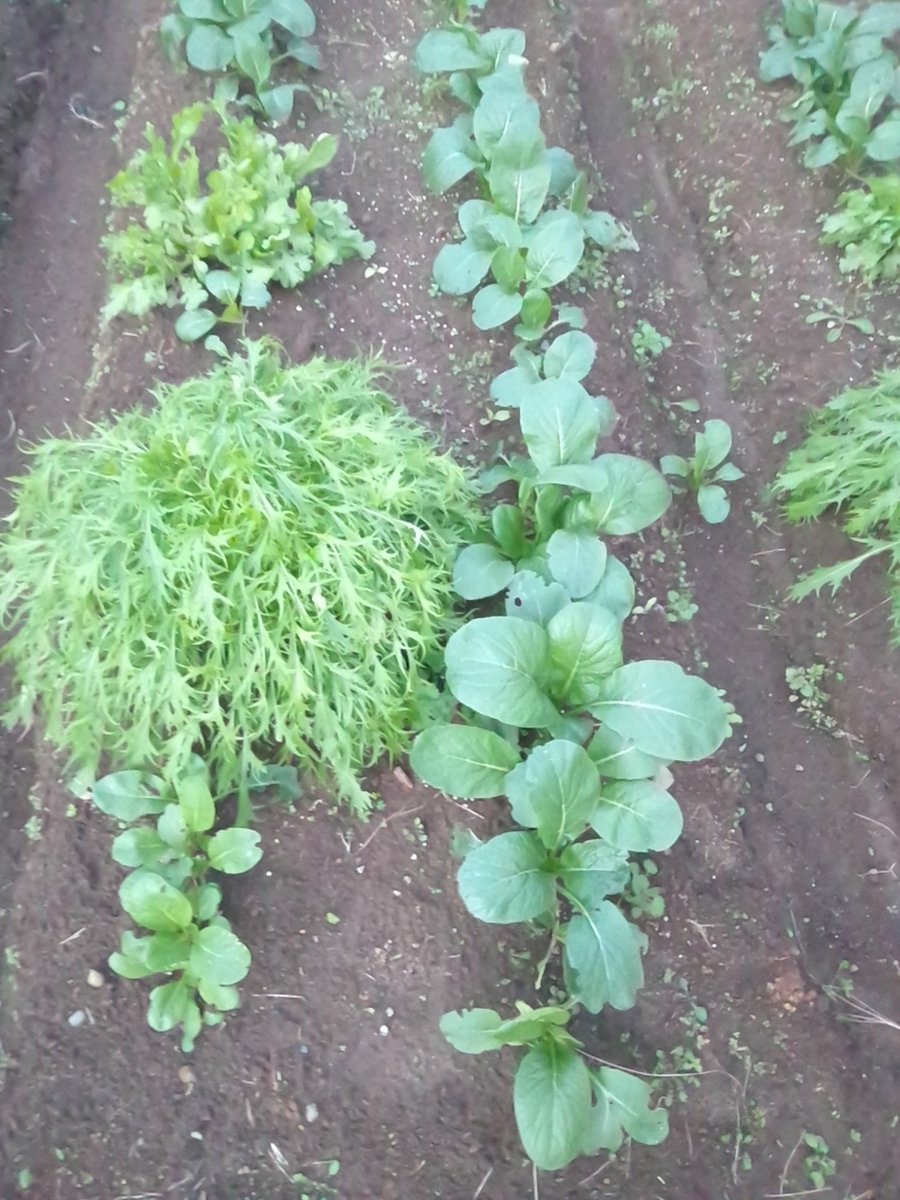 f:id:maemaekun:20211207165243j:plain