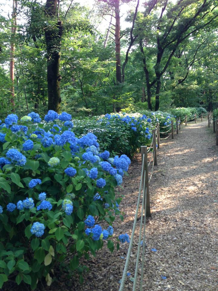 f:id:maemuki:20170714191814j:plain f:id:maemuki:20170714191814j:plain