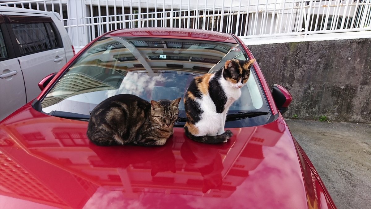 f:id:maemuki9410:20200127012453j:plain f:id:maemuki9410:20200127012453j:plain