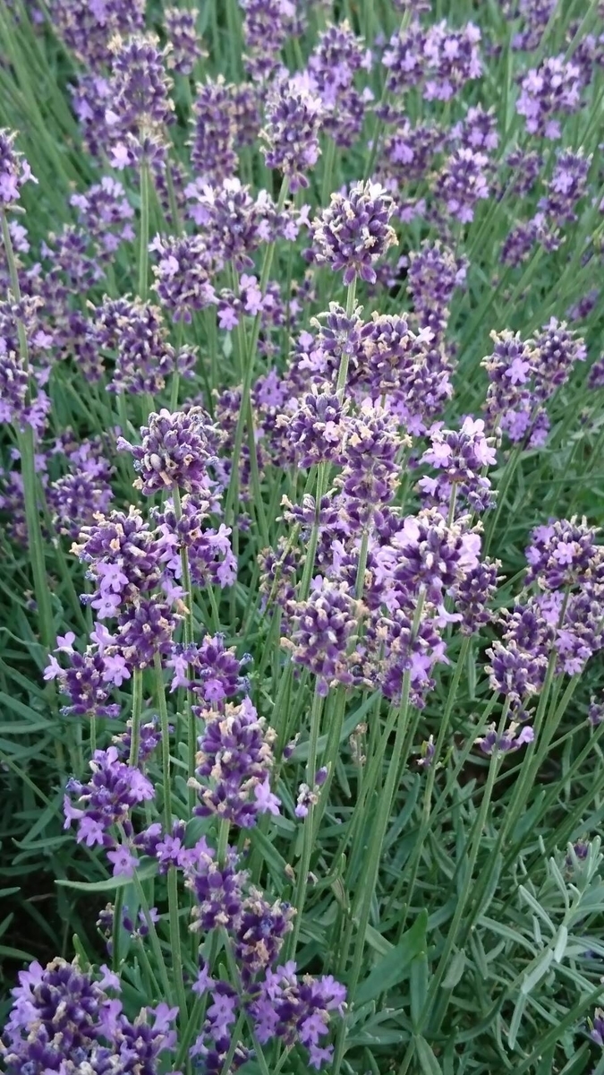 f:id:maemuki9410:20200205195347j:plain f:id:maemuki9410:20200205195347j:plain