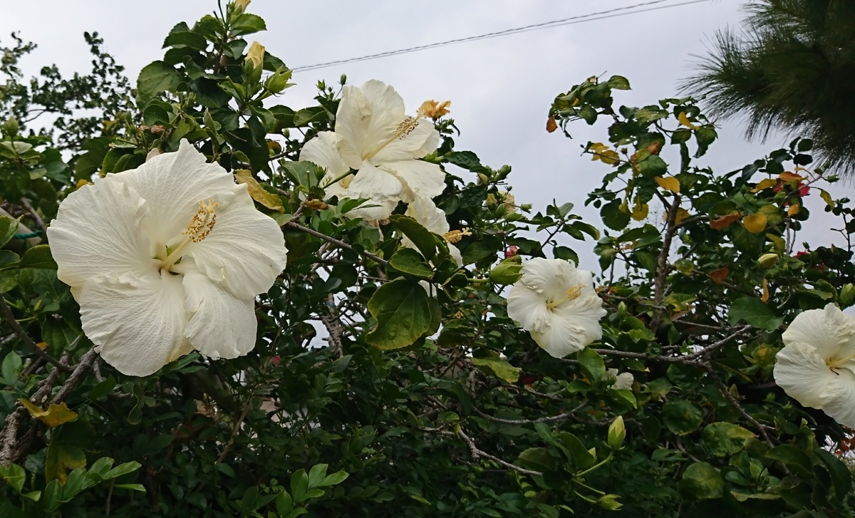 f:id:maemuki9410:20200208183930j:plain f:id:maemuki9410:20200208183930j:plain