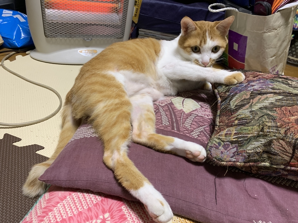 f:id:maenishidenki:20190121105639j:plain f:id:maenishidenki:20190121105639j:plain