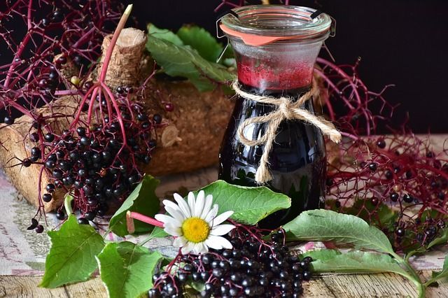 Holunder ニワトコ の効能と毒性 Holunderblutensirup ニワトコシロップ はやっぱり不健康 ドイツで殿姫殿5人家族