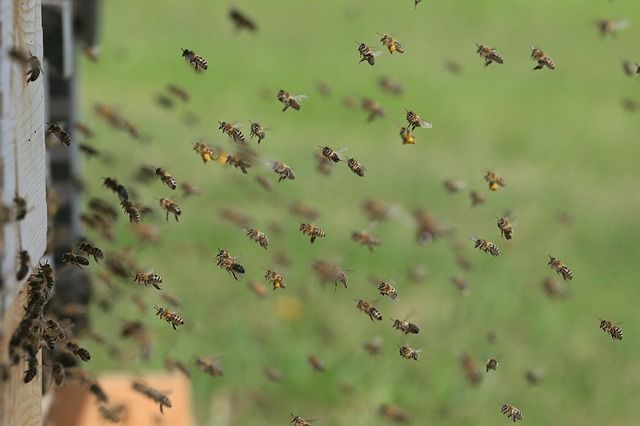 子供の蜂刺され 蜂刺されの症状と焦らない為の家庭でできる応急処置5つ ドイツで殿姫殿5人家族