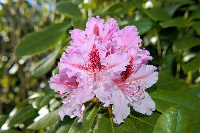 ドイツの道端でよく見かける実は毒性があって危険な可愛いお花10選 ドイツで殿姫殿5人家族