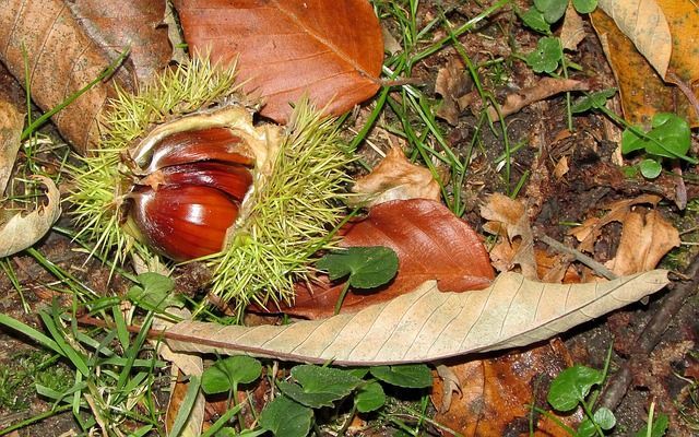 食べられない栗と食べられる栗の見分け方