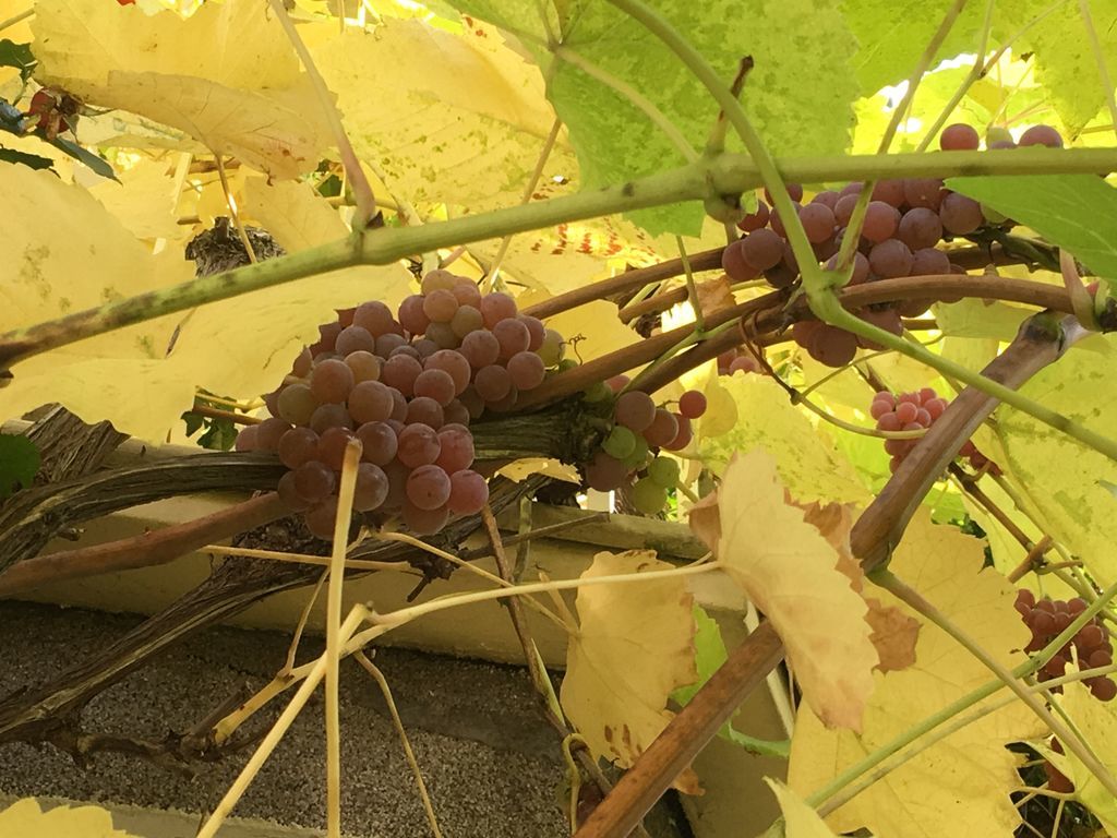 f:id:maeuschen:20181120075915j:plain f:id:maeuschen:20181120075915j:plain