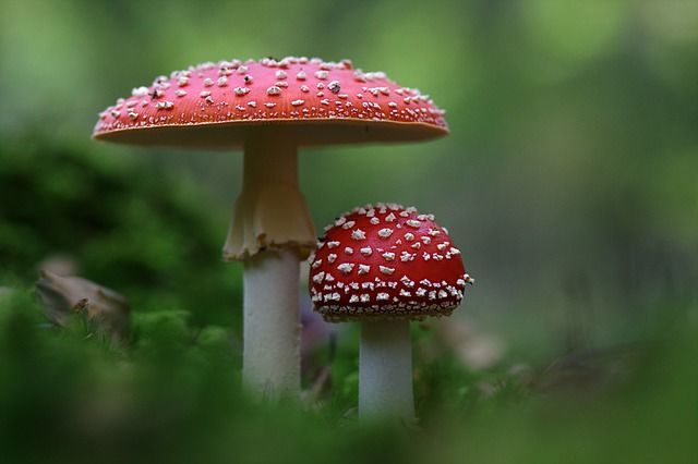 ドイツの幸運シンボル7つ