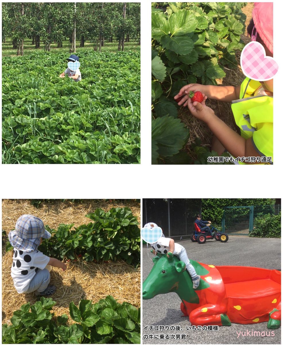 2019年ドイツでイチゴ狩り