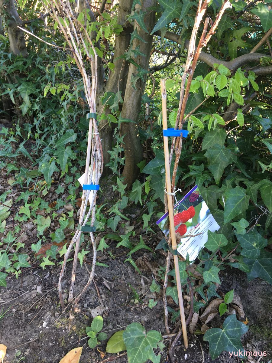 砂糖不使用レシピ はちみつでキイチゴジャム