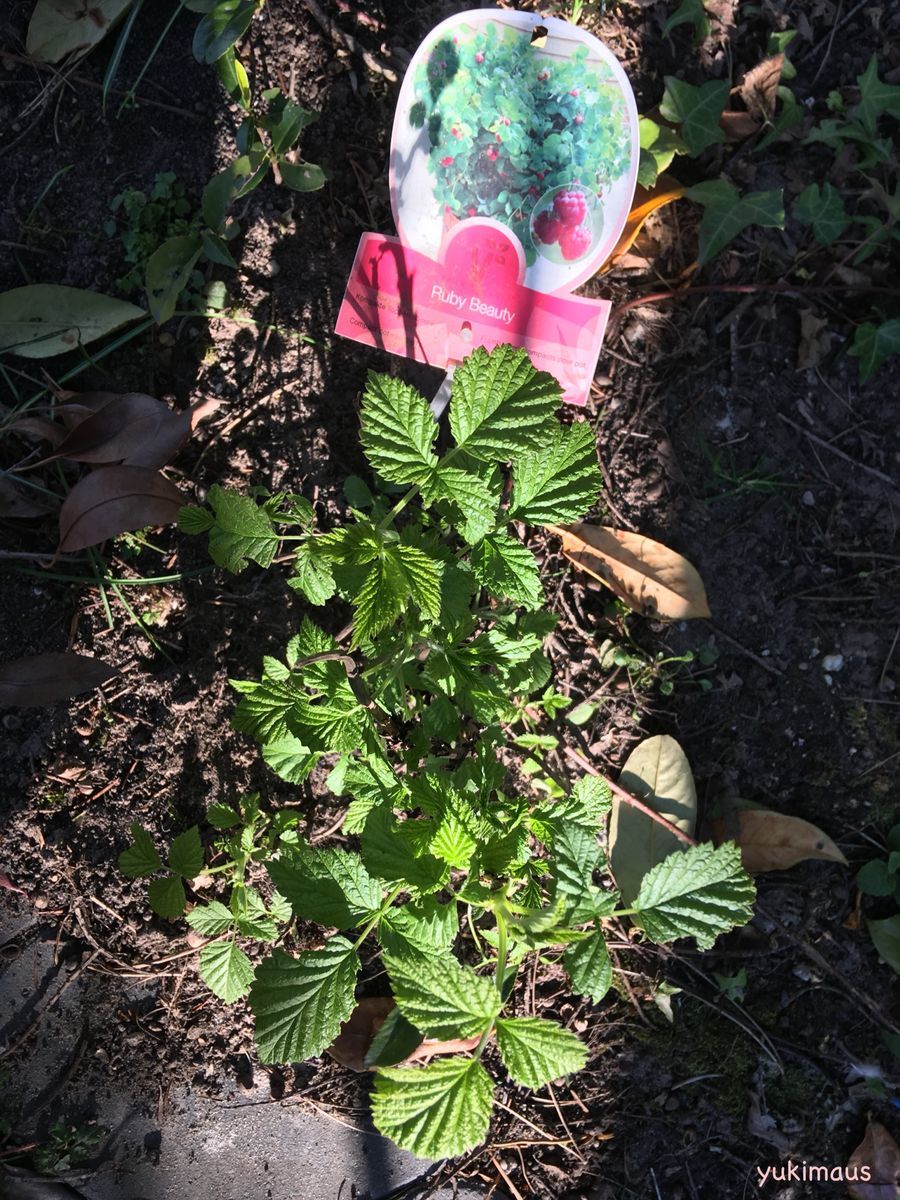 砂糖不使用レシピ はちみつでキイチゴジャム