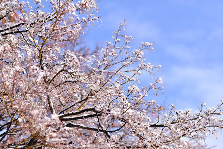 f:id:mafukuda3:20200114232319j:plain f:id:mafukuda3:20200114232319j:plain