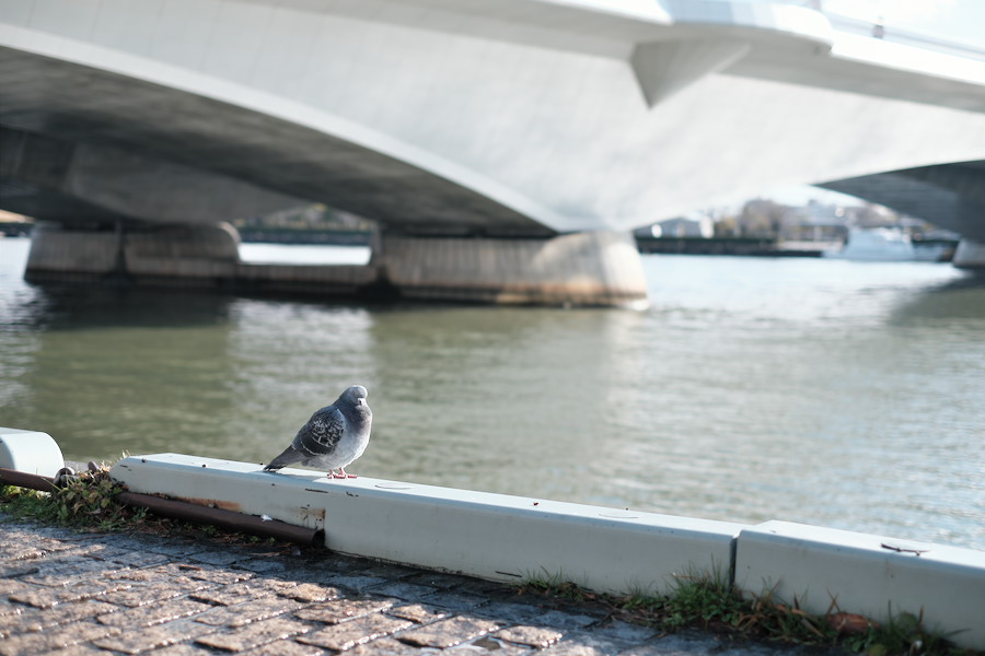 f:id:mafukuda3:20200120192544j:plain f:id:mafukuda3:20200120192544j:plain