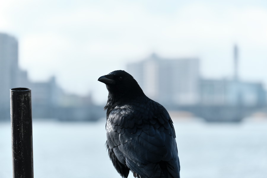 f:id:mafukuda3:20200120192557j:plain f:id:mafukuda3:20200120192557j:plain