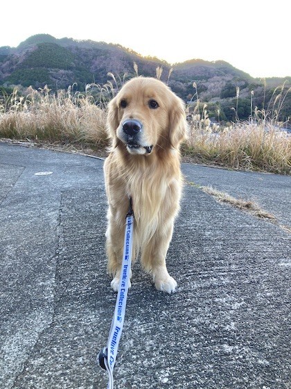 道にたたずむゴールデンレトリバー