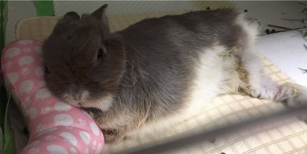 うさぎの健康管理 手足に負担をかけないケージにするには 気になることあれこれと