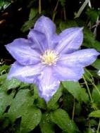 f:id:magatama:20070509195820j:image