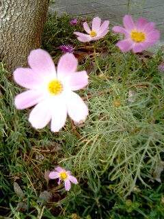 f:id:magatama:20071017092124j:image