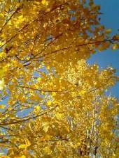 f:id:magatama:20071130222628j:image