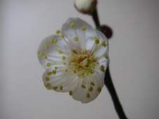 f:id:magatama:20090209201020j:image