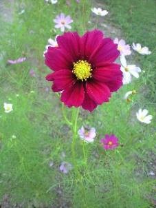 f:id:magatama:20091012232357j:image