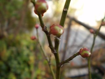 f:id:magatama:20100123231651j:image