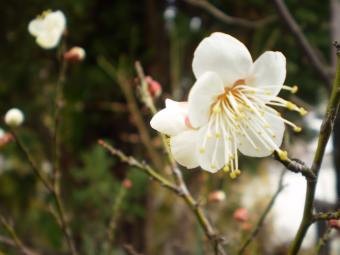f:id:magatama:20100216231858j:image