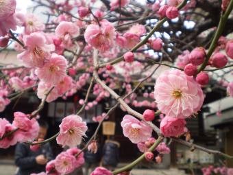 f:id:magatama:20100216231933j:image