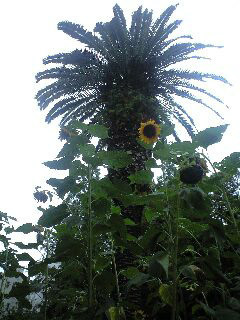 f:id:magatama:20120814181535j:image