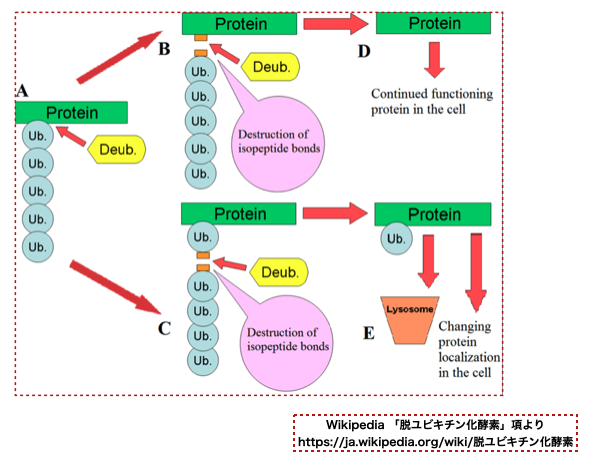 f:id:magattaca:20210606031533p:plain